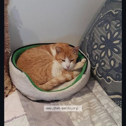 Photo 1/1 Pas de nom Chat lost in Bagard