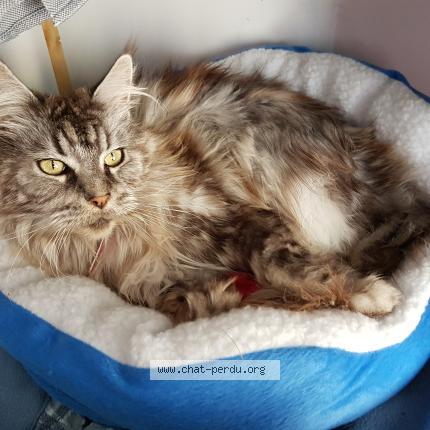 Photo 1/1 ZOOMIE Chat lost in Jacou