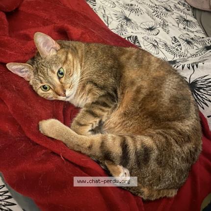 Photo 1/1 chachou Chat lost in Deuil la barre