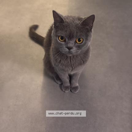 Photo 1/1 Louna Chat lost in Franconville la garenne