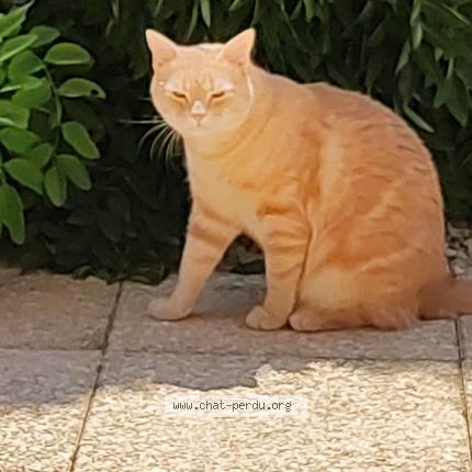 Photo 1/1 Bouby Chat lost in Blagnac
