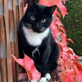 Picture of cat lost at Thal Marmoutier