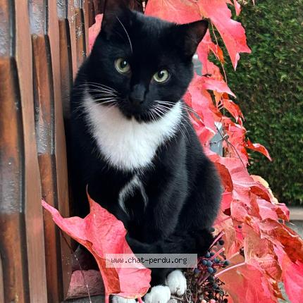 Photo 1/1 Diego Chat lost in Thal marmoutier