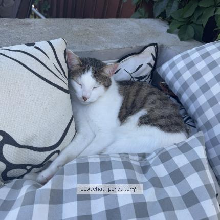 Photo 1/1 Charlie Chat lost in Saint ismier