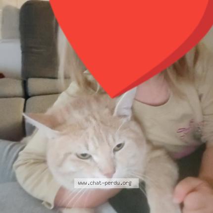 Photo 1/1 Filou Chat lost in Leers