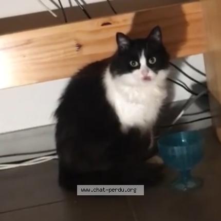 Photo 1/1 ELLE EN AVAIT PAS Chat lost in Vence