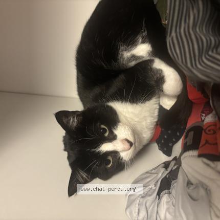 Photo 1/1 Loki Chat lost in Questembert