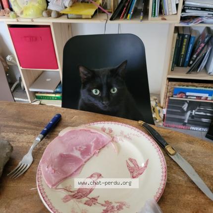 Photo 1/1 Mephisto Chat lost in Angers