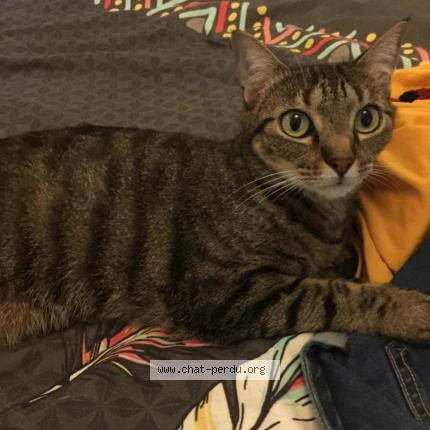 Photo 1/1 LOLA Chat lost in Fontaine saint martin