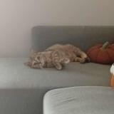 Picture of cat lost at Herouville St Clair