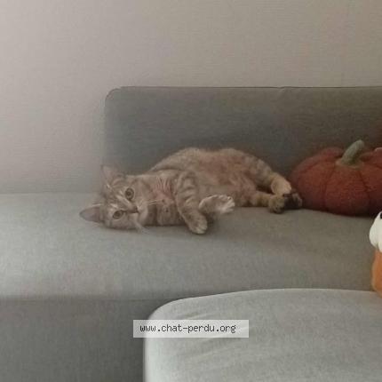 Photo 1/1 Dido Chat lost in Herouville st clair