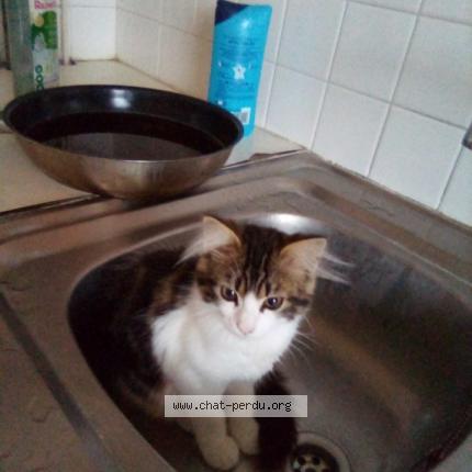 Photo 1/1 Caline Chat lost in Salbris