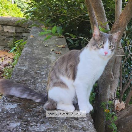 Photo 1/1 Colette dite Coco Chat lost in Ville di pietrabugno