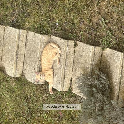 Photo 1/1 Moulay Chat lost in Saint jean le priche macon