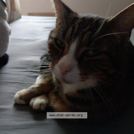 Photo 1/1 Tsuki Chat lost in Mosnes