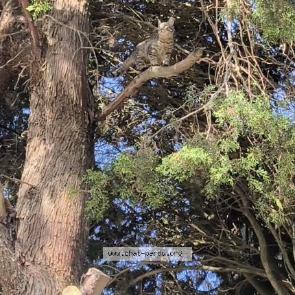 Photo 1/1 Martin Prescillia Chat lost in Arzens