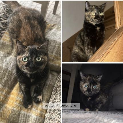 Photo 1/1 Mimi geisha Chat lost in Segonzac