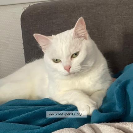 Photo 1/1 Blanche Chat lost in Beaumont hague