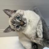 Picture of cat lost at Donzac