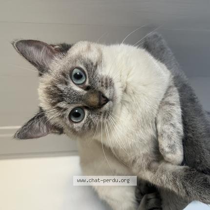 Photo 1/1 Esm&eacute;e Chat lost in Donzac