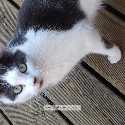 Photo 1/1 Ventoline Chat lost in Le vaudreuil