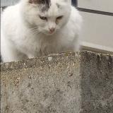 Picture of cat lost at Marcenod