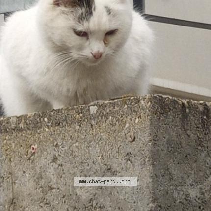 Photo 1/1 Bubulle Chat lost in Marcenod