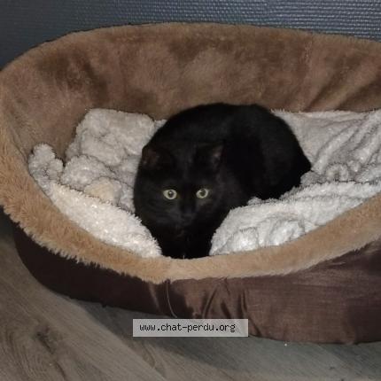 Photo 1/1 Salem Chat lost in 62800 lievin