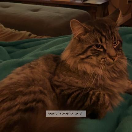 Photo 1/1 Link Chat lost in Saint joseph du lac