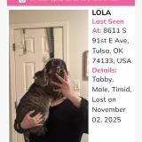 Picture of cat lost at Tulsa