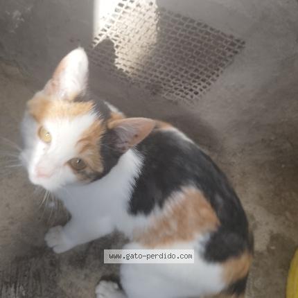 Photo 1/1 Peque&ntilde;a Chat lost in Oruro