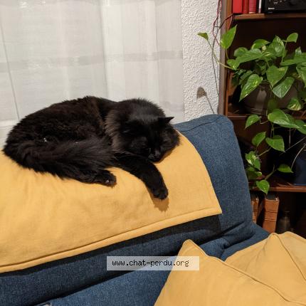 Photo 1/1 Roméo Chat lost in Narbonne