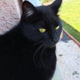 Picture of cat lost at Vernassal