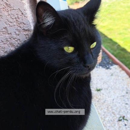 Photo 1/1 Jiji Chat lost in Vernassal