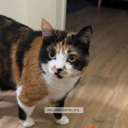 Photo 1/1 UNA Chat lost in Aix en provence