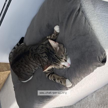 Photo 1/1 Yvan Chat lost in Aumont en halatte