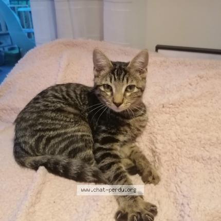 Photo 1/1 Softi Chat lost in Argonay