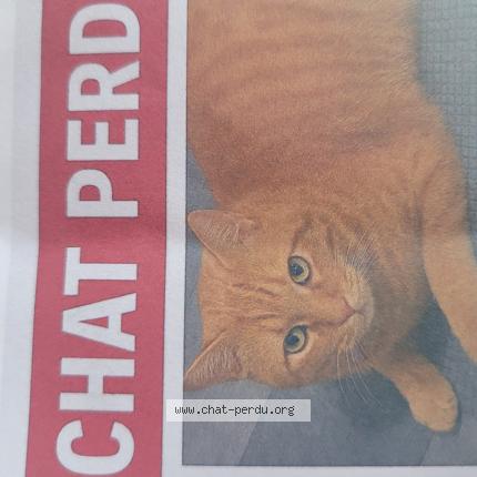 Photo 1/1 Miki Chat lost in Montgeron