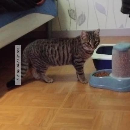 Photo 1/2 Mimi Chat lost in Laigne en belin