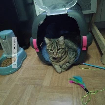 Photo 2/2 Mimi Chat lost in Laigne en belin