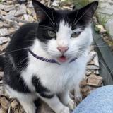 Picture of cat found at Lomme