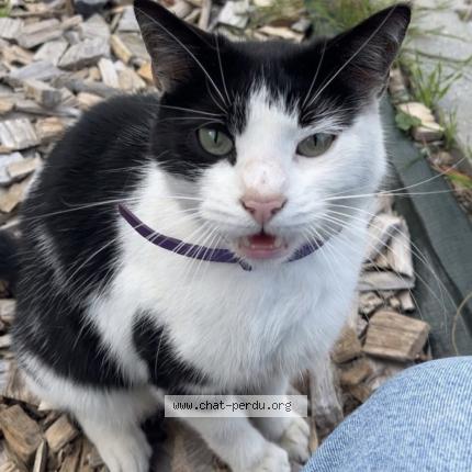 Photo 1/1 Found cat Found in Lomme