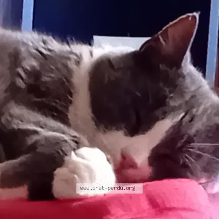 Photo 1/1 LAGLUE Chat lost in Sully sur loire