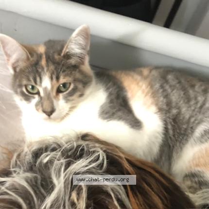 Photo 1/1 Avada Chat lost in Donges