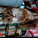 Picture of cat found at Grenoble