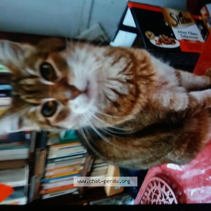 Photo 1/1 Found cat Found in Grenoble