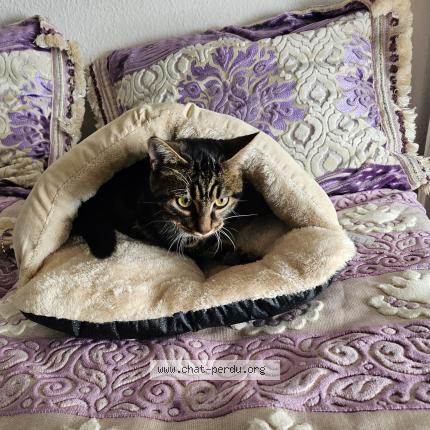 Photo 1/1 Louisa Chat lost in Avignon