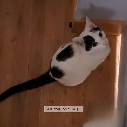 Photo 1/1 Blackie Chat lost in Taponnat fleurignac