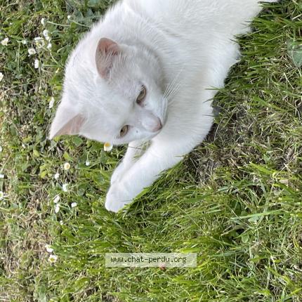 Photo 1/1 Elliott Chat lost in Metz