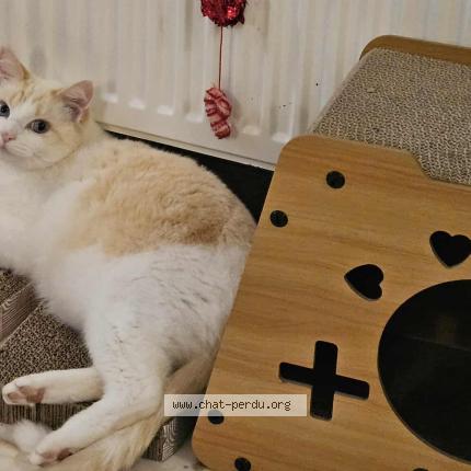 Photo 1/1 SWEETY ou Titi Chat lost in La plaine sur mer